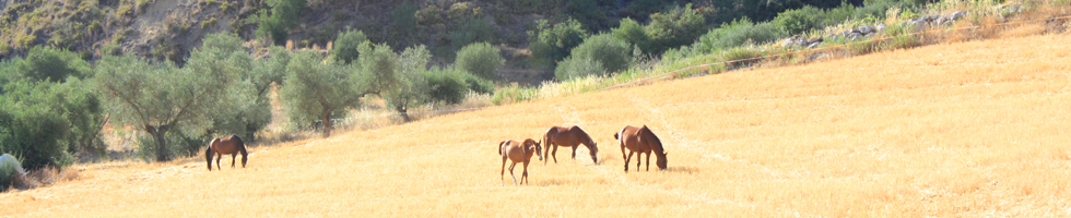 holiday home to let in the ronda valley, spain