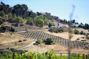 ronda valley